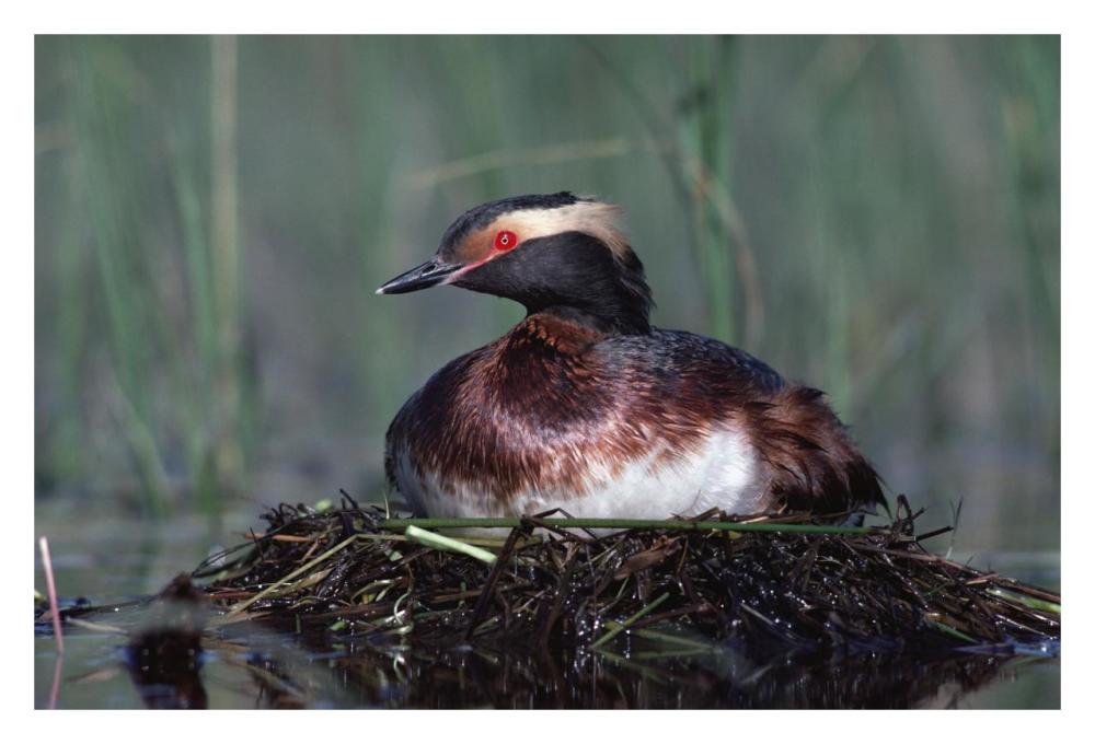 Horned Grebe Parent Incubating Eggs On Floating Nest, North America-Paper Art-32X22