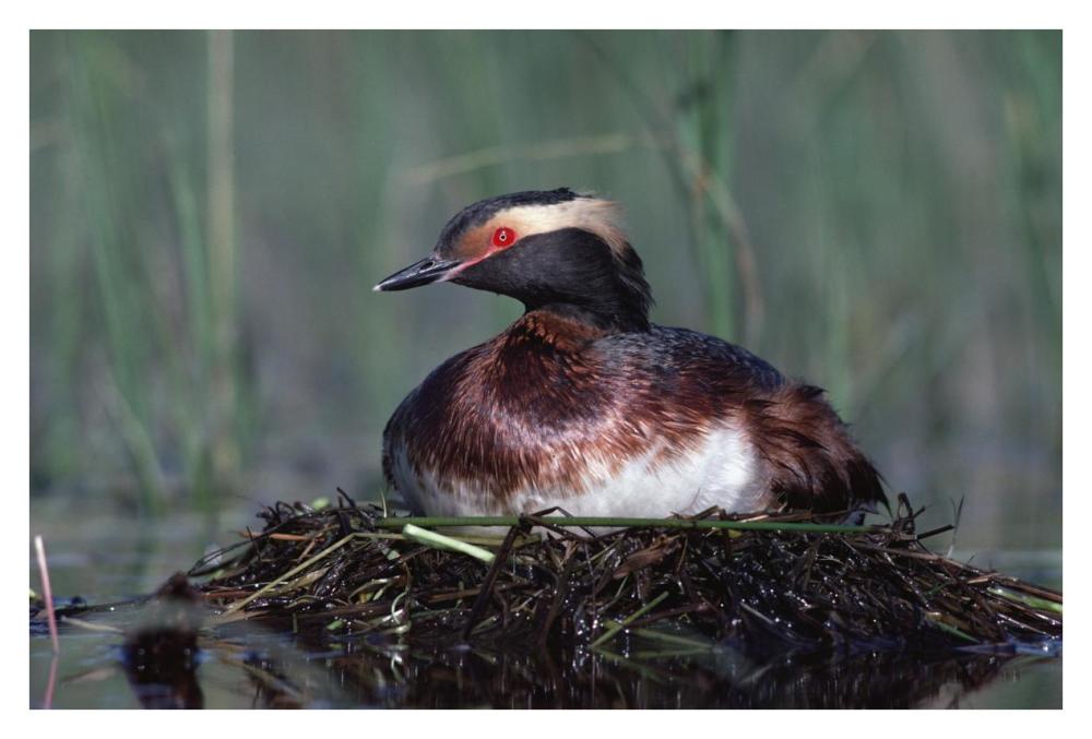 Horned Grebe Parent Incubating Eggs On Floating Nest, North America-Paper Art-38X26