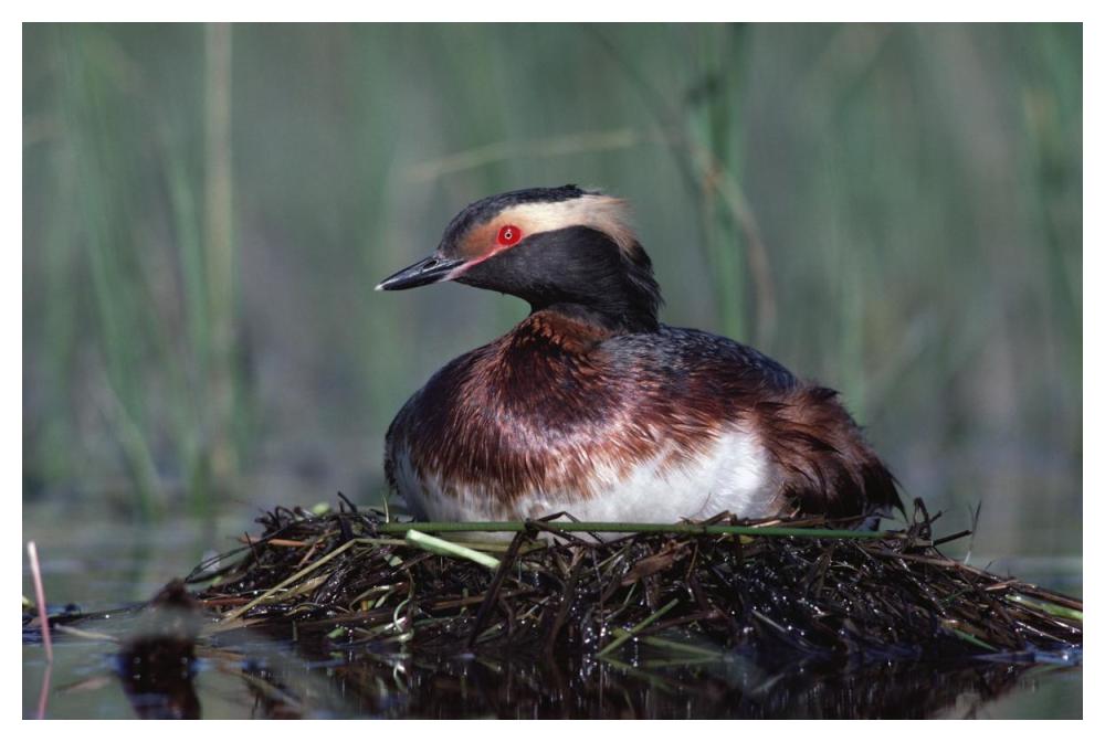 Horned Grebe Parent Incubating Eggs On Floating Nest, North America-Paper Art-50X34