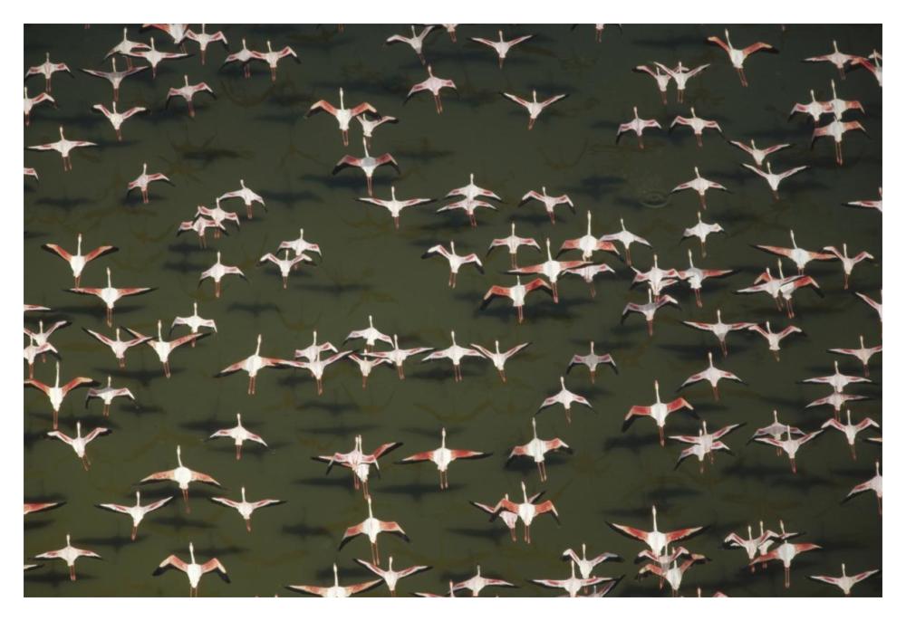 Aerial View Of A Mixed Flock Of Lesser Flamingo Group Kenya, Africa-Paper Art-20X14