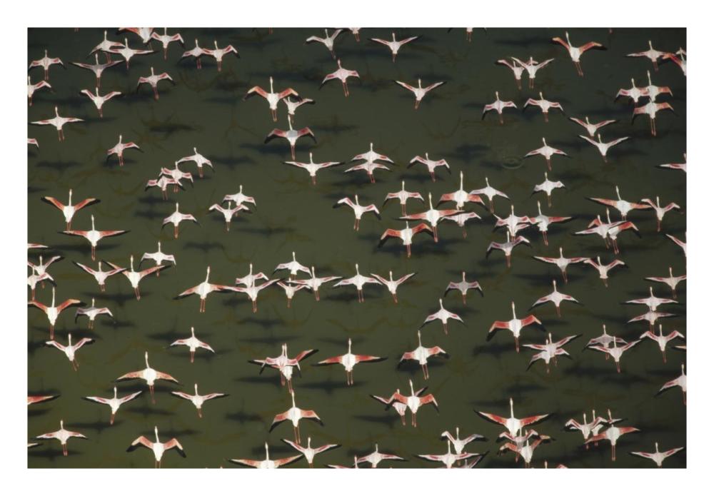Aerial View Of A Mixed Flock Of Lesser Flamingo Group Kenya, Africa-Paper Art-26X18