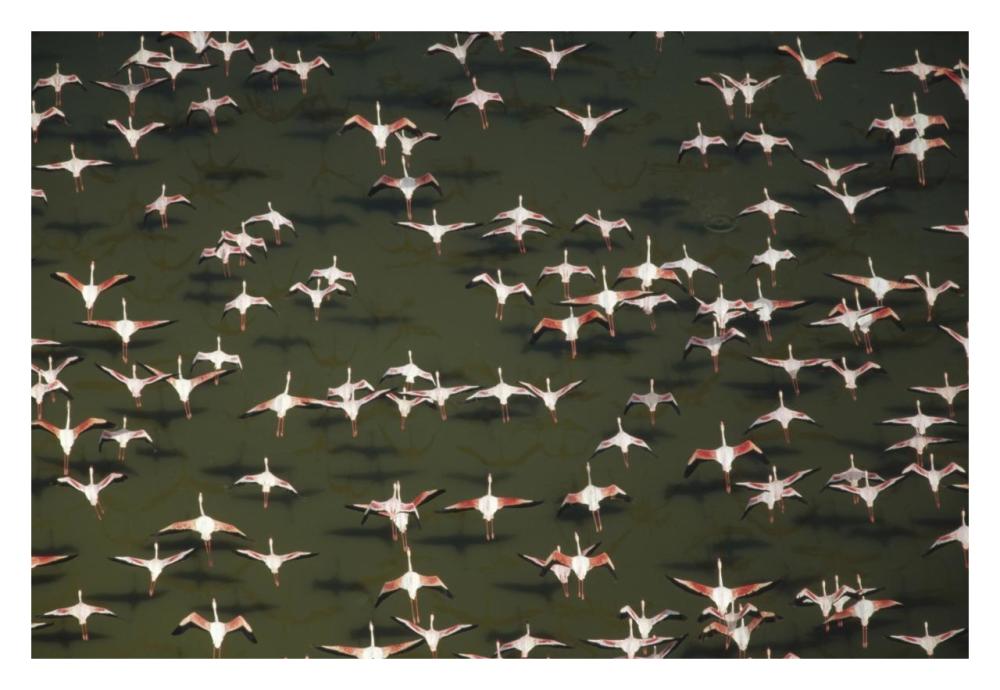Aerial View Of A Mixed Flock Of Lesser Flamingo Group Kenya, Africa-Paper Art-32X22