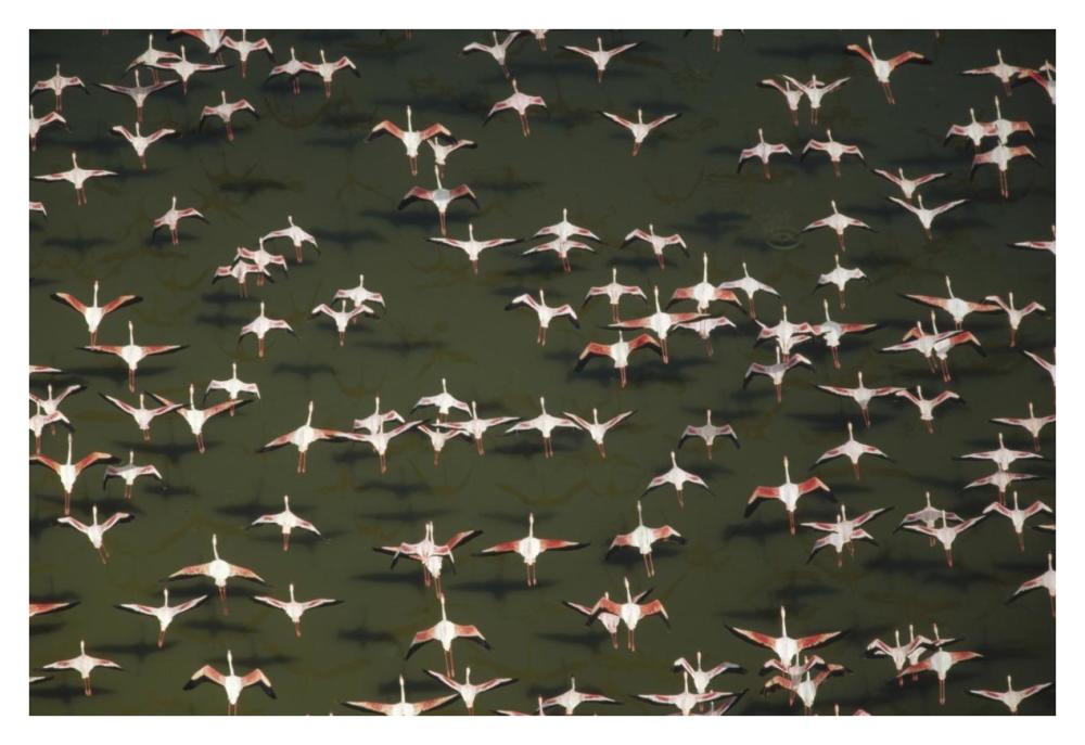 Aerial View Of A Mixed Flock Of Lesser Flamingo Group Kenya, Africa-Paper Art-38X26
