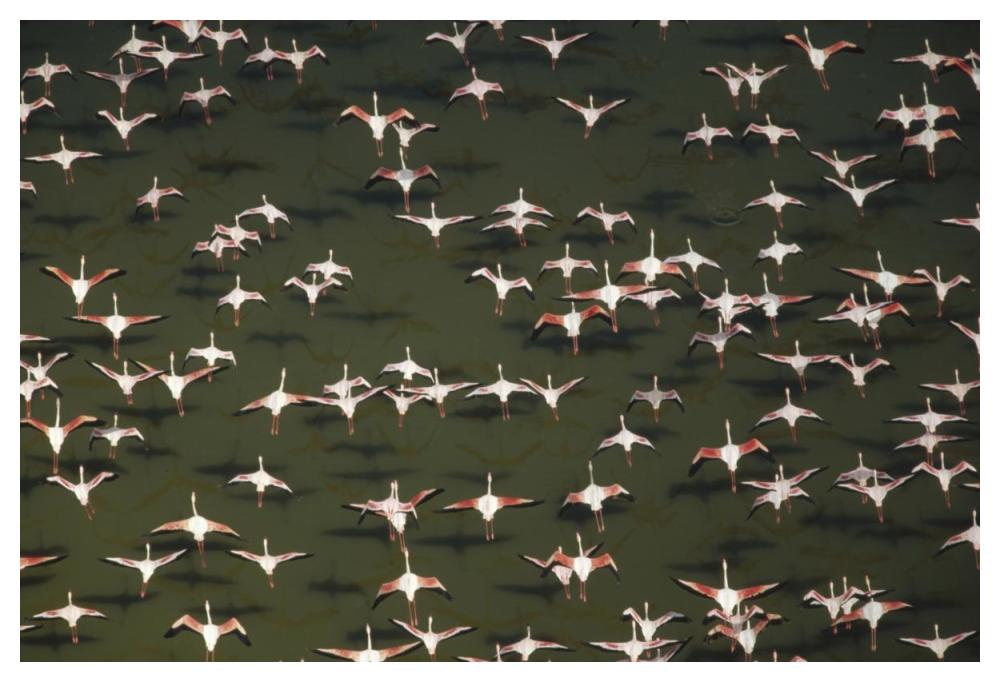 Aerial View Of A Mixed Flock Of Lesser Flamingo Group Kenya, Africa-Paper Art-50X34