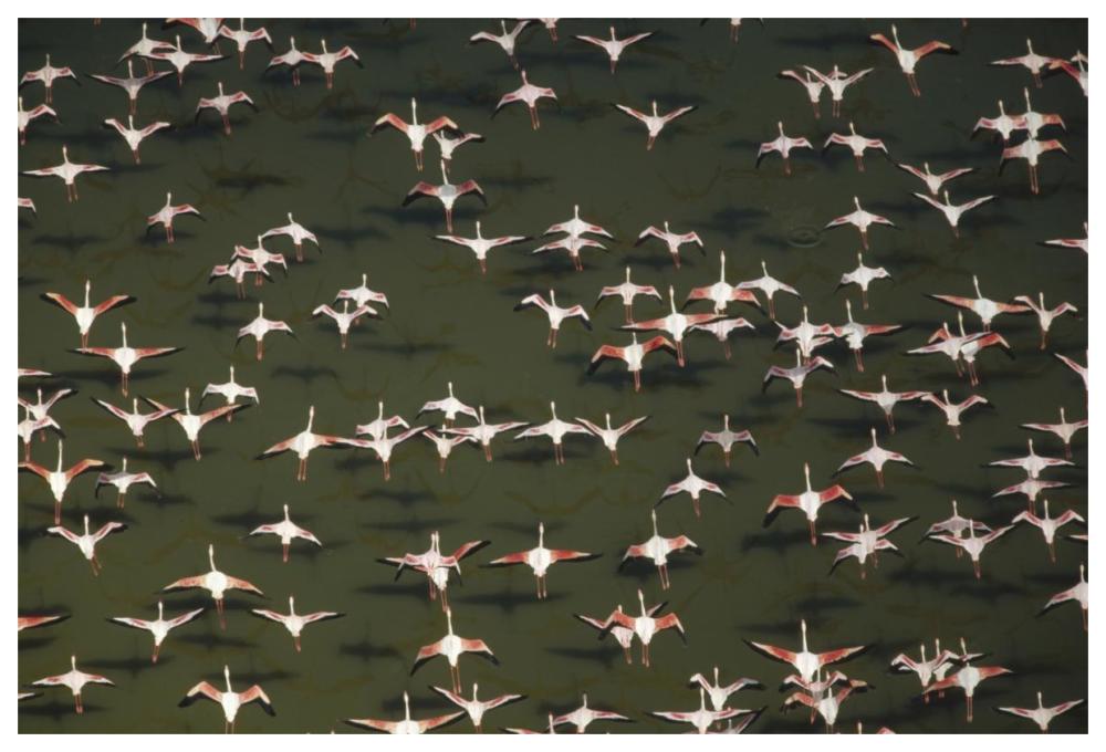 Aerial View Of A Mixed Flock Of Lesser Flamingo Group Kenya, Africa-Paper Art-62X42