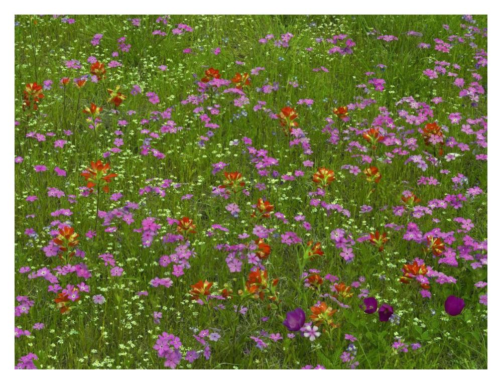 Pointed Phlox And Indian Paintbrushes In Bloom, Hill Country, Texas-Paper Art-18X14