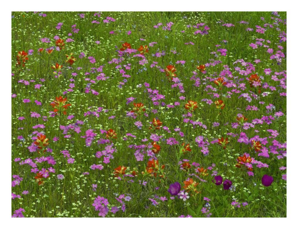 Pointed Phlox And Indian Paintbrushes In Bloom, Hill Country, Texas-Paper Art-26X20