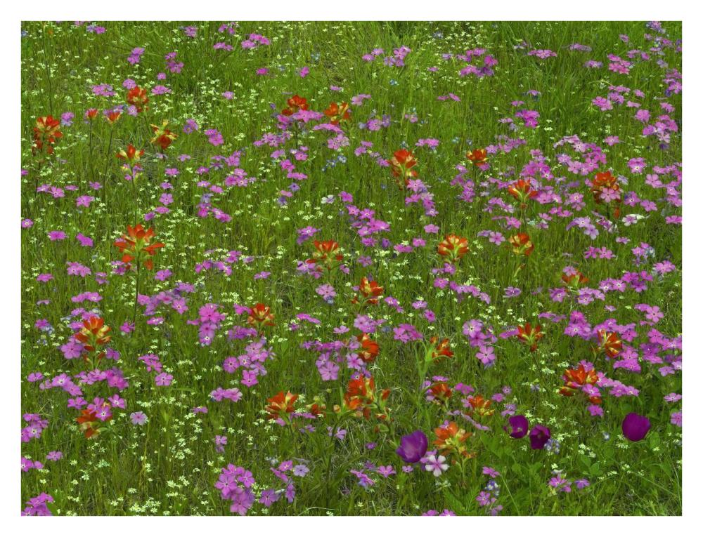 Pointed Phlox And Indian Paintbrushes In Bloom, Hill Country, Texas-Paper Art-34X26