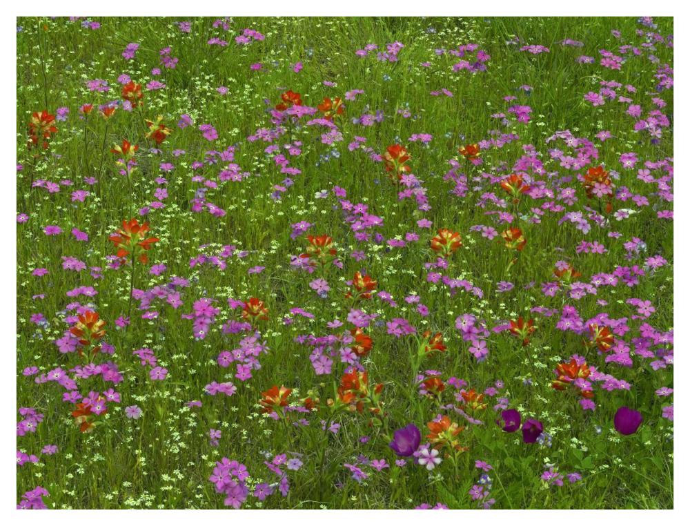 Pointed Phlox And Indian Paintbrushes In Bloom, Hill Country, Texas-Paper Art-42X32
