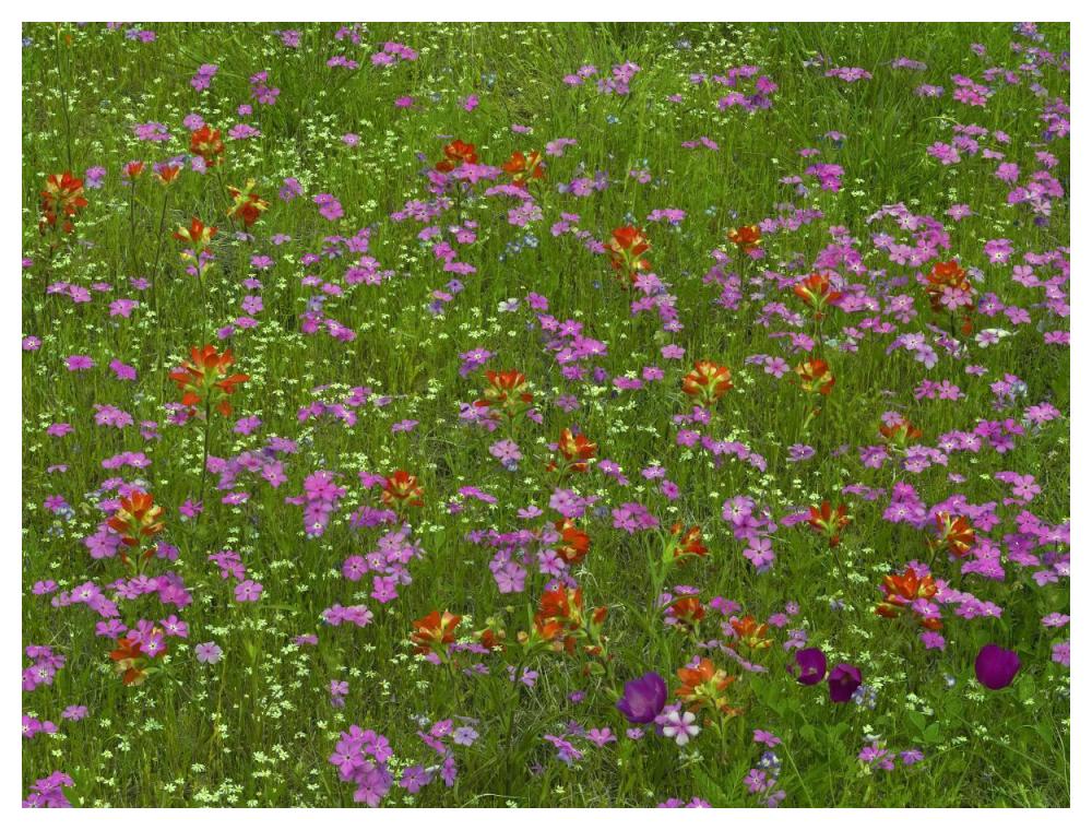 Pointed Phlox And Indian Paintbrushes In Bloom, Hill Country, Texas-Paper Art-50X38