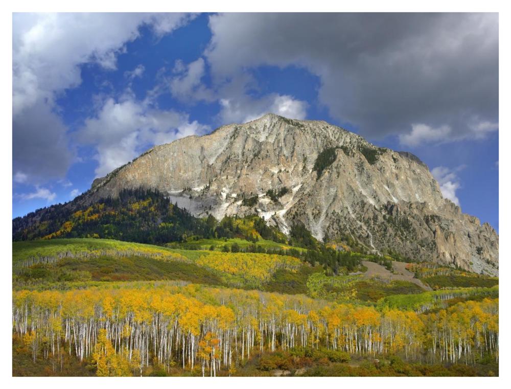 Marcellina Mountain And Aspen Forest In Raggeds Wilderness, Colorado-Paper Art-42X32