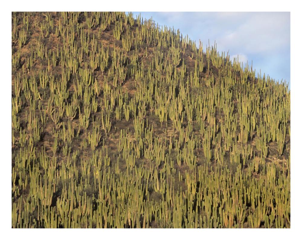 Organ Pipe Cactus Cluster Covering Hillside, Guaymas, Sonora, Mexico-Paper Art-26X20