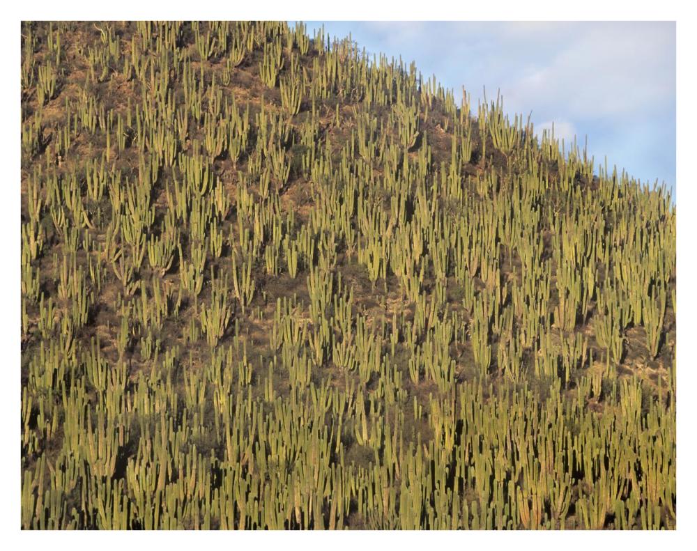 Organ Pipe Cactus Cluster Covering Hillside, Guaymas, Sonora, Mexico-Paper Art-34X26