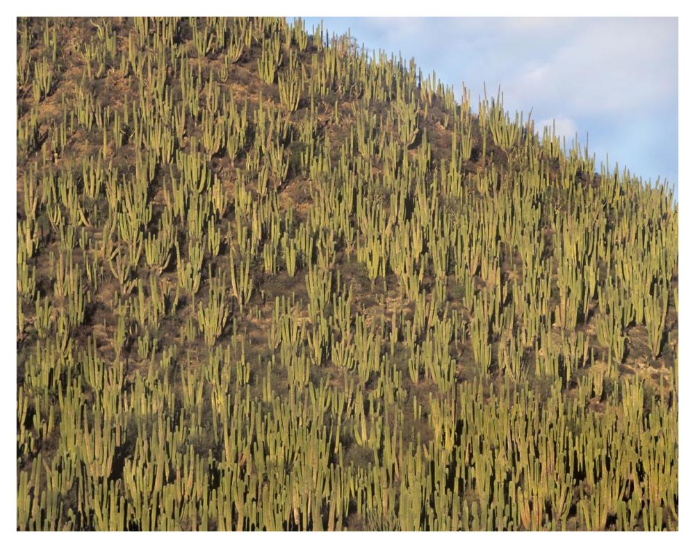Organ Pipe Cactus Cluster Covering Hillside, Guaymas, Sonora, Mexico-Paper Art-42X32