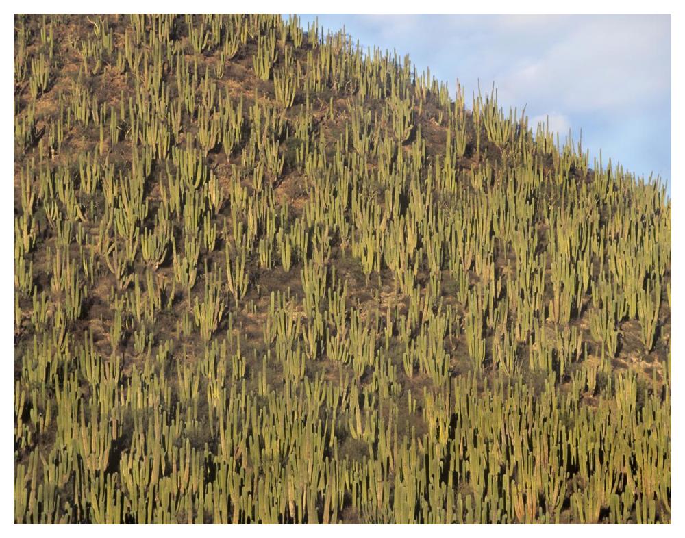 Organ Pipe Cactus Cluster Covering Hillside, Guaymas, Sonora, Mexico-Paper Art-50X38