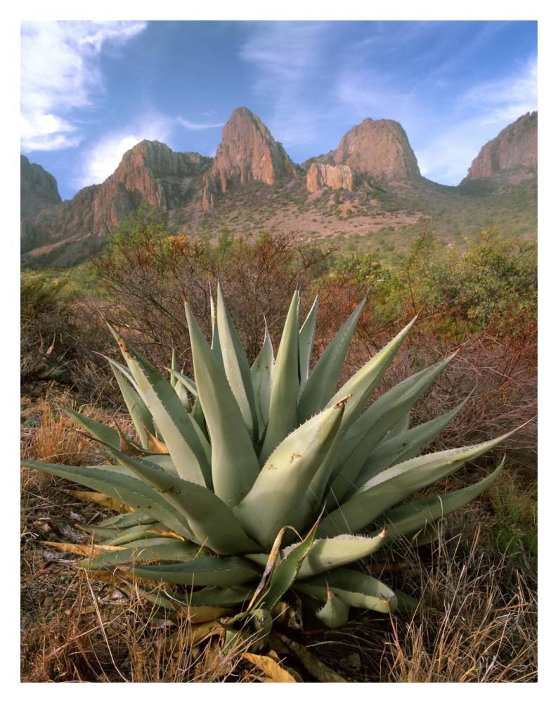 Chisos Agave And The Chisos Mountains, Big Bend National Park, Texas-Paper Art-14X18