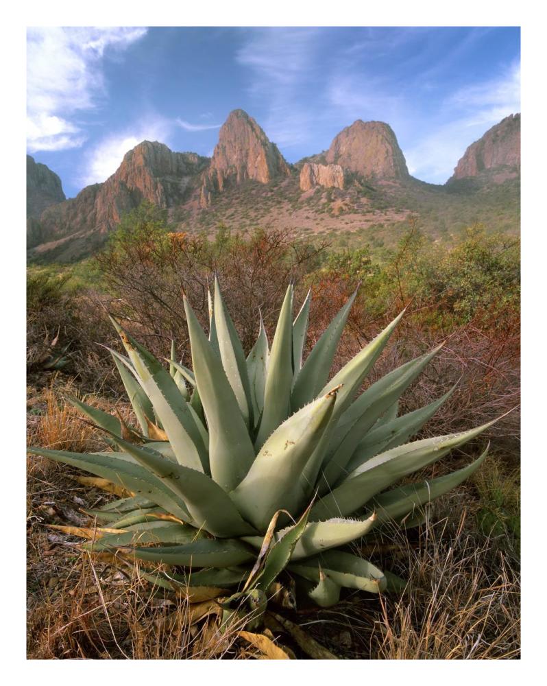 Chisos Agave And The Chisos Mountains, Big Bend National Park, Texas-Paper Art-20X26