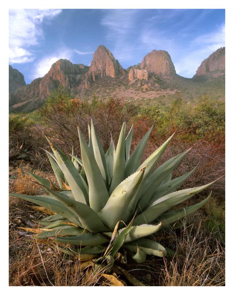 Chisos Agave And The Chisos Mountains, Big Bend National Park, Texas-Paper Art-26X34