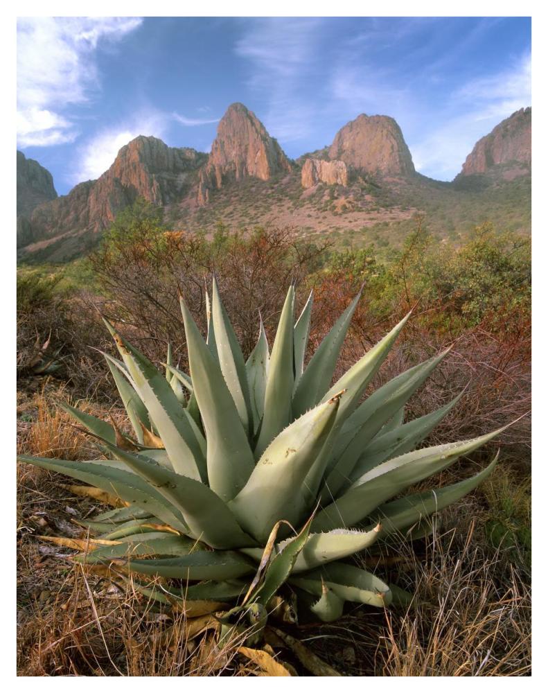 Chisos Agave And The Chisos Mountains, Big Bend National Park, Texas-Paper Art-32X42