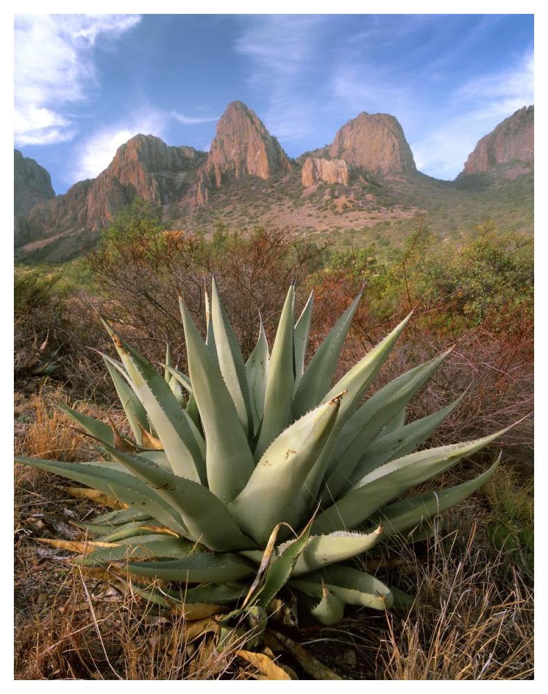 Chisos Agave And The Chisos Mountains, Big Bend National Park, Texas-Paper Art-38X50