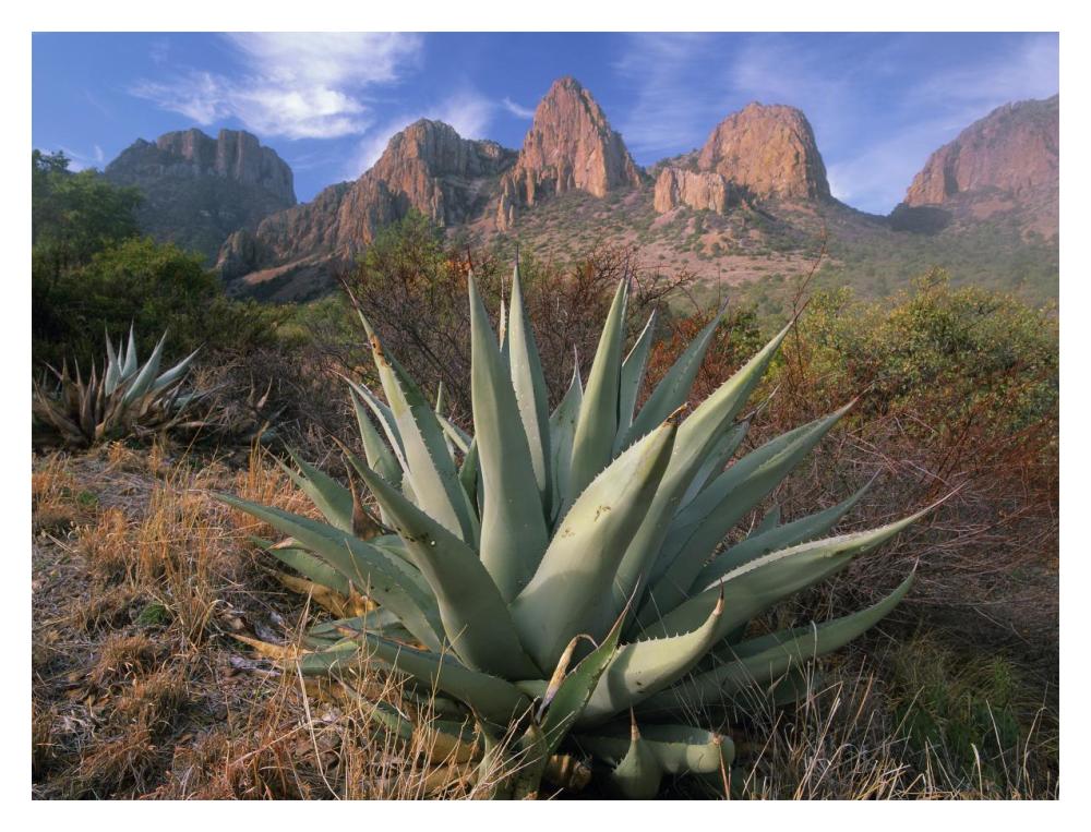 Chisos Agave And The Chisos Mountains, Big Bend National Park, Texas-Paper Art-18X14