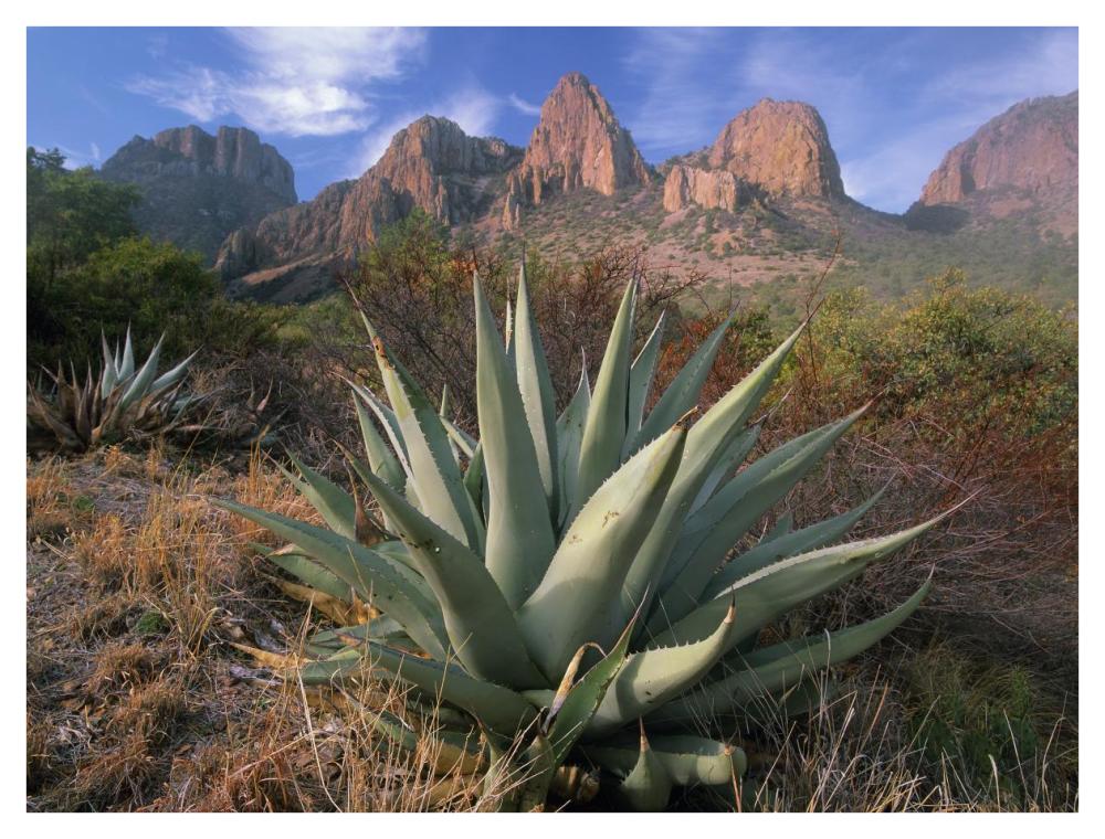 Chisos Agave And The Chisos Mountains, Big Bend National Park, Texas-Paper Art-42X32