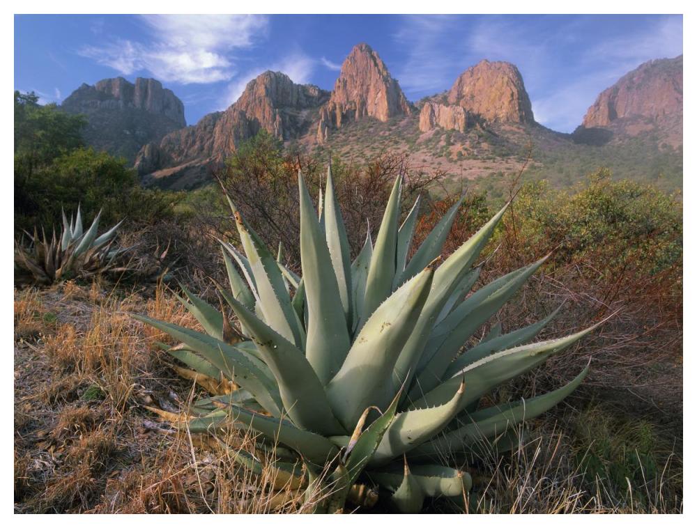 Chisos Agave And The Chisos Mountains, Big Bend National Park, Texas-Paper Art-50X38