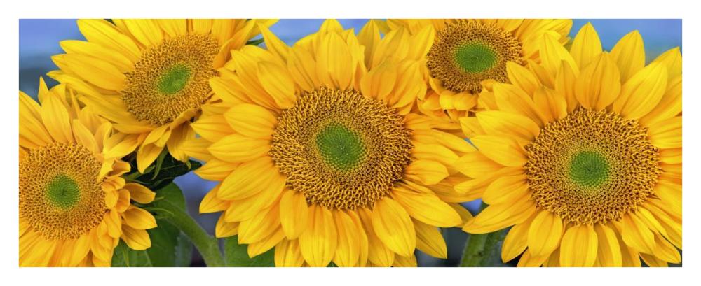 Common Sunflower Group Showing Symmetrical Seed Heads, North America-Paper Art-38X15.68