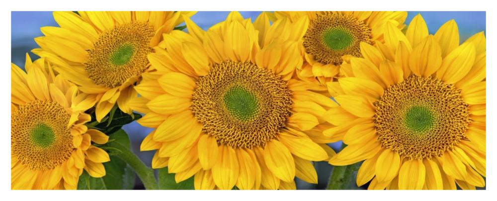 Common Sunflower Group Showing Symmetrical Seed Heads, North America-Paper Art-46X18.72