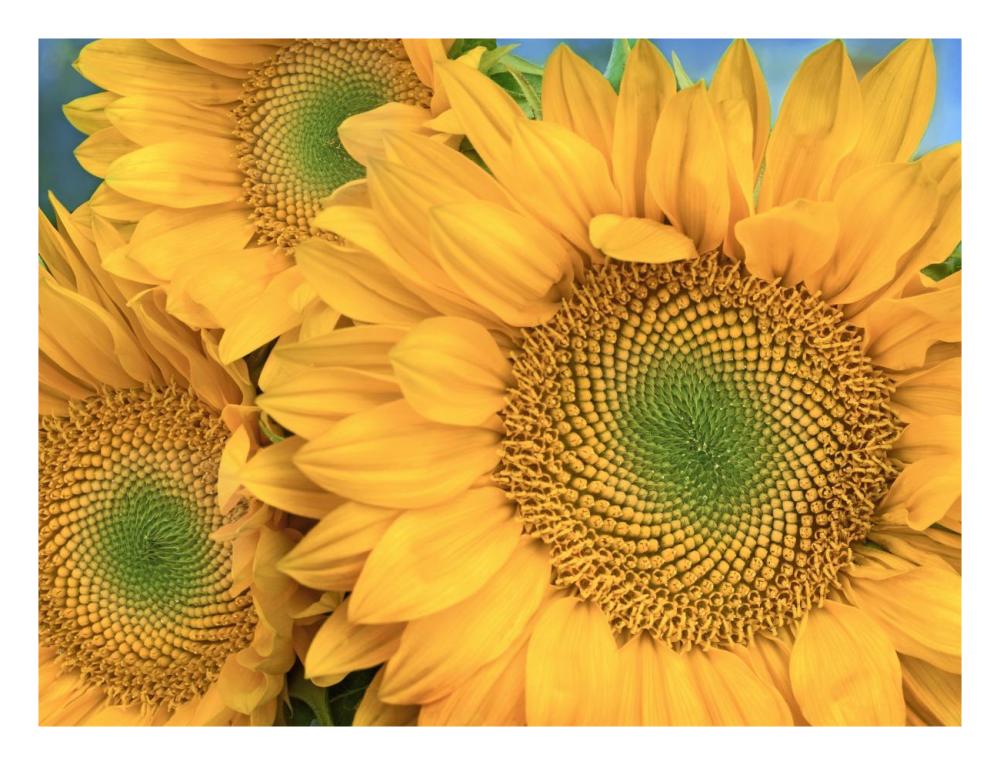 Common Sunflower Group Showing Symmetrical Seed Heads, North America-Paper Art-26X20