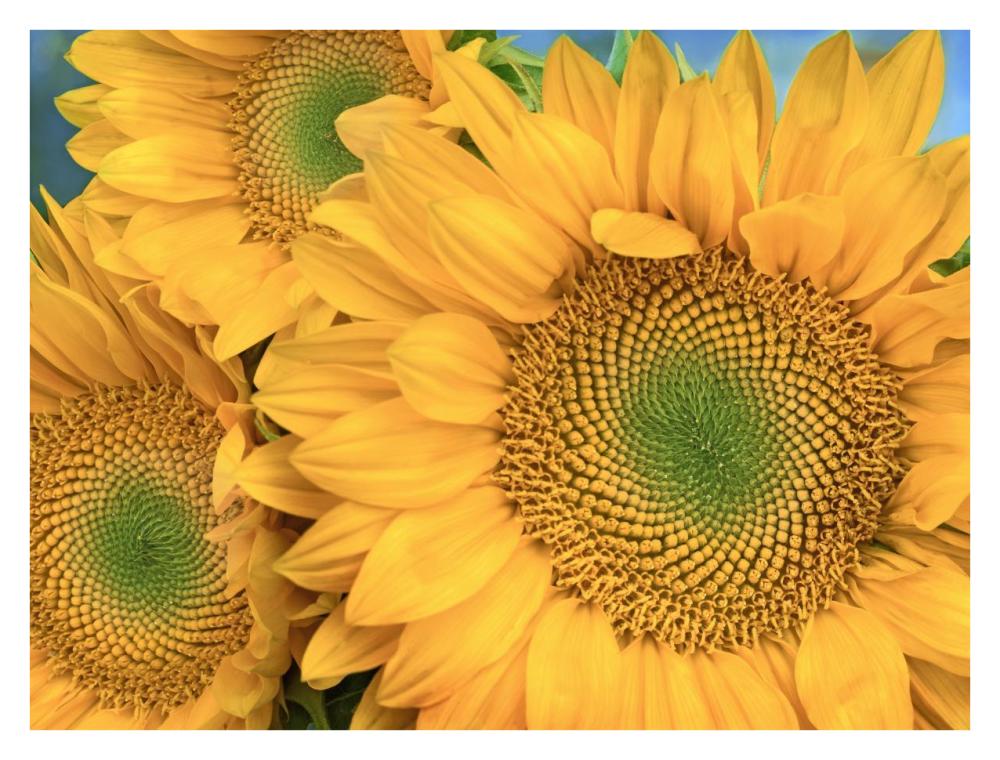 Common Sunflower Group Showing Symmetrical Seed Heads, North America-Paper Art-34X26