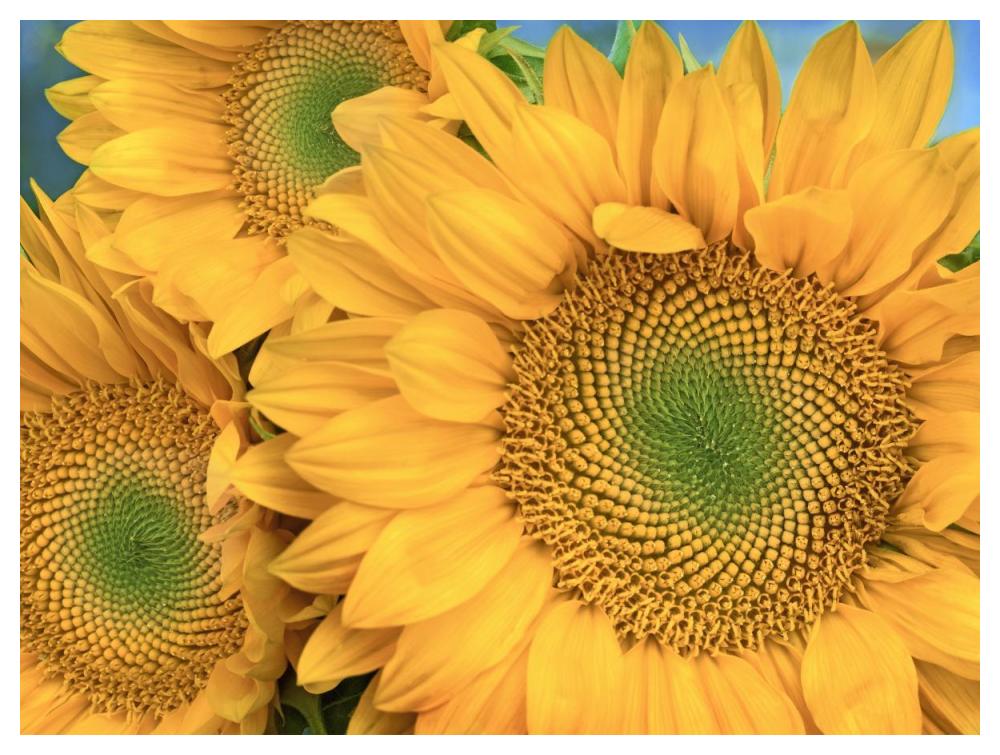 Common Sunflower Group Showing Symmetrical Seed Heads, North America-Paper Art-50X38