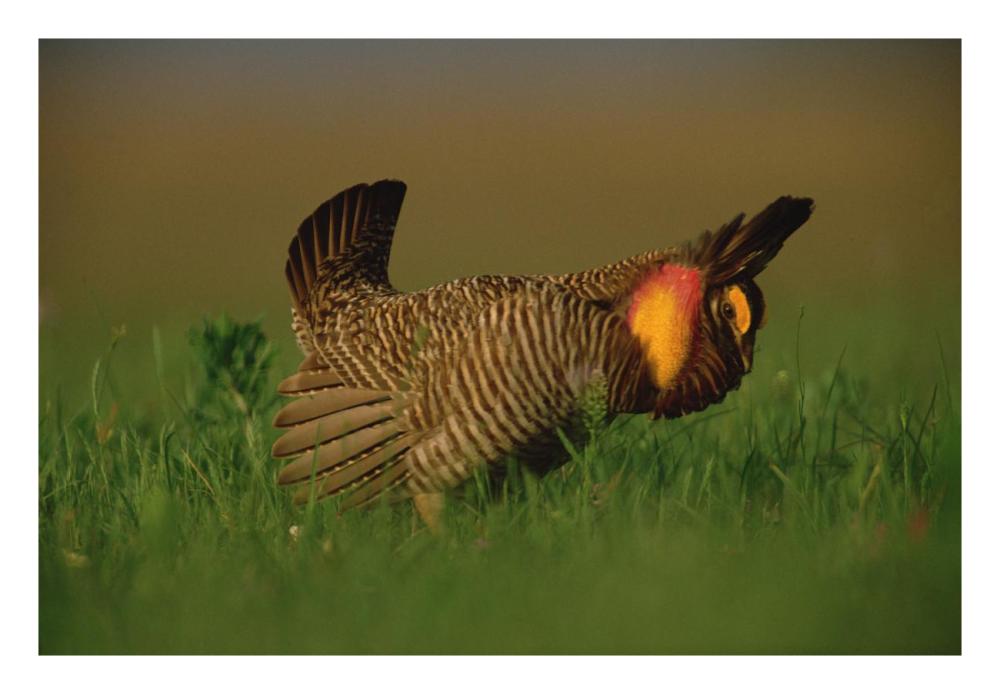 Greater Prairie Chicken Male In Courtship Display, Eagle Lake, Texas-Paper Art-26X18