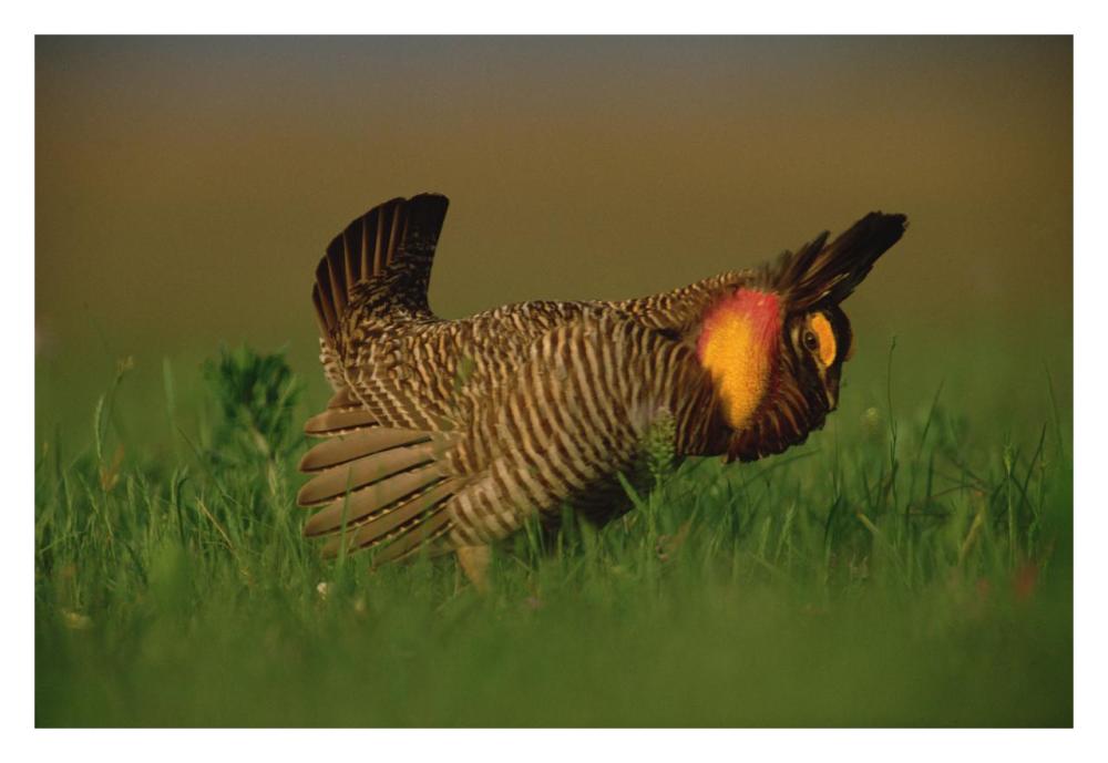 Greater Prairie Chicken Male In Courtship Display, Eagle Lake, Texas-Paper Art-32X22
