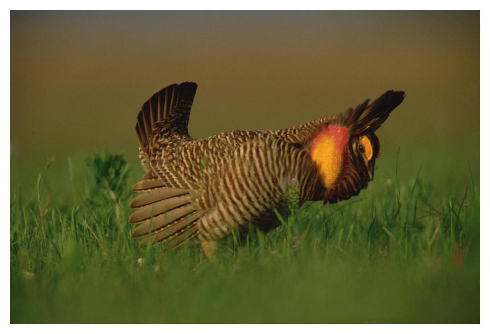 Greater Prairie Chicken Male In Courtship Display, Eagle Lake, Texas-Paper Art-50X34