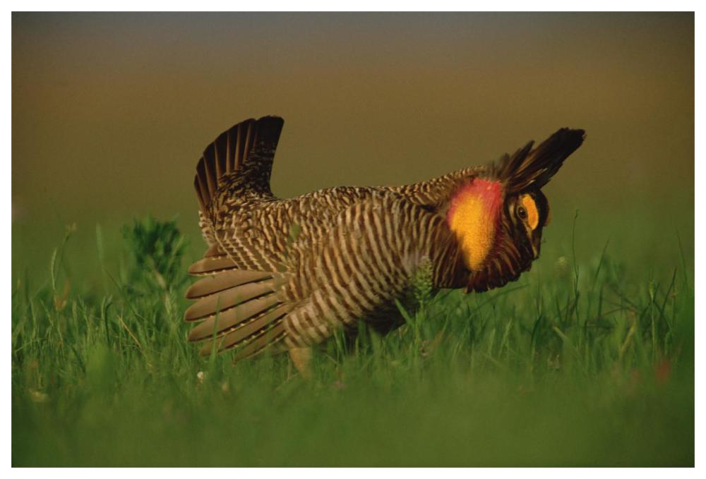 Greater Prairie Chicken Male In Courtship Display, Eagle Lake, Texas-Paper Art-62X42