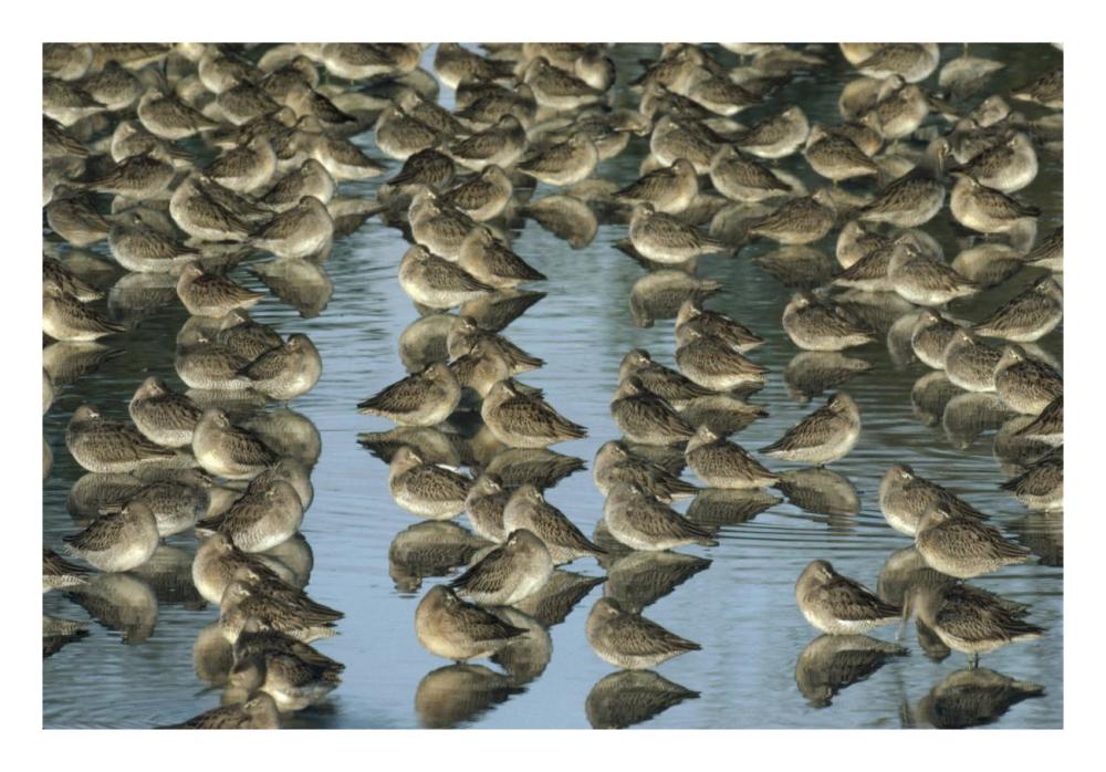 Long-Billed Dowitcher Flock Sleeping In Shallow Water, North America-Paper Art-26X18
