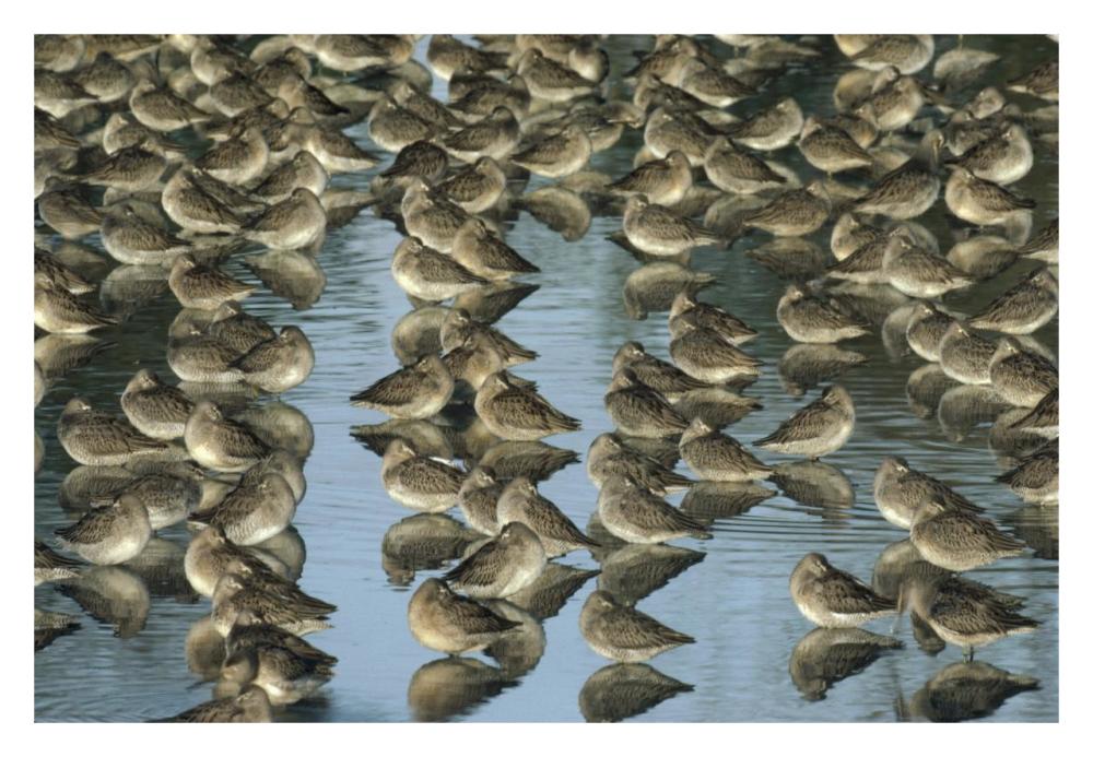 Long-Billed Dowitcher Flock Sleeping In Shallow Water, North America-Paper Art-32X22