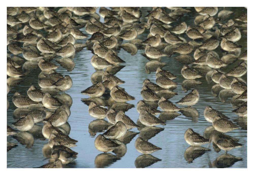 Long-Billed Dowitcher Flock Sleeping In Shallow Water, North America-Paper Art-38X26