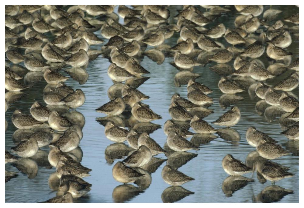 Long-Billed Dowitcher Flock Sleeping In Shallow Water, North America-Paper Art-62X42