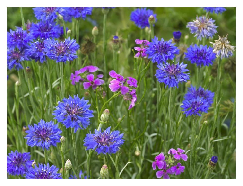 Cornflower And Pointed Phlox Blooming In Grassy Field, North America-Paper Art-18X14
