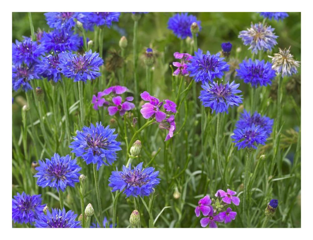Cornflower And Pointed Phlox Blooming In Grassy Field, North America-Paper Art-26X20
