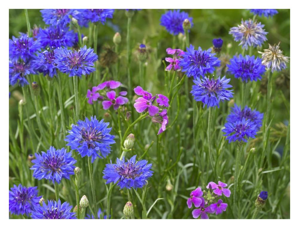 Cornflower And Pointed Phlox Blooming In Grassy Field, North America-Paper Art-34X26