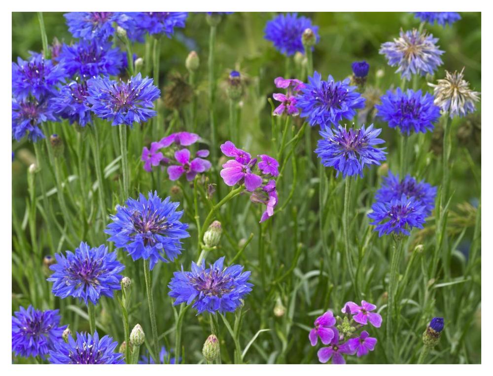Cornflower And Pointed Phlox Blooming In Grassy Field, North America-Paper Art-42X32