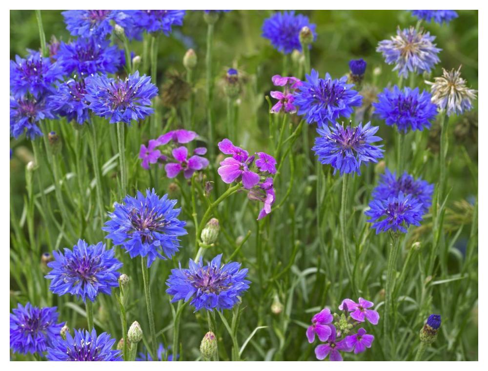 Cornflower And Pointed Phlox Blooming In Grassy Field, North America-Paper Art-50X38