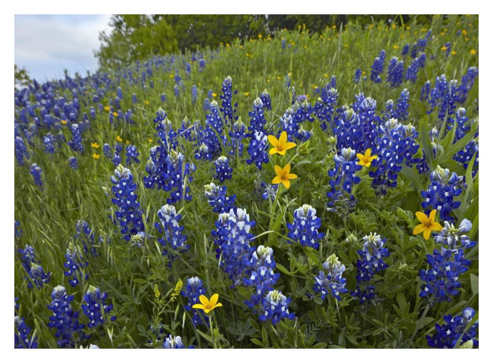 Bluebonnet And Texas Yellowstar Meadow, Cedar Hill State Park, Texas-Paper Art-18X14