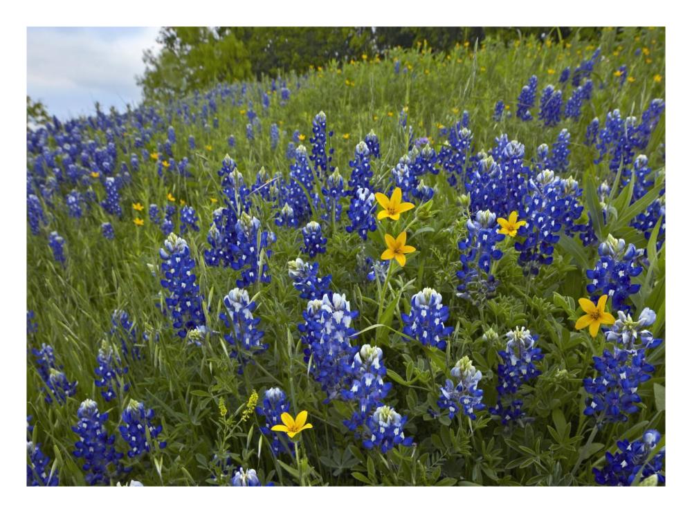Bluebonnet And Texas Yellowstar Meadow, Cedar Hill State Park, Texas-Paper Art-26X20