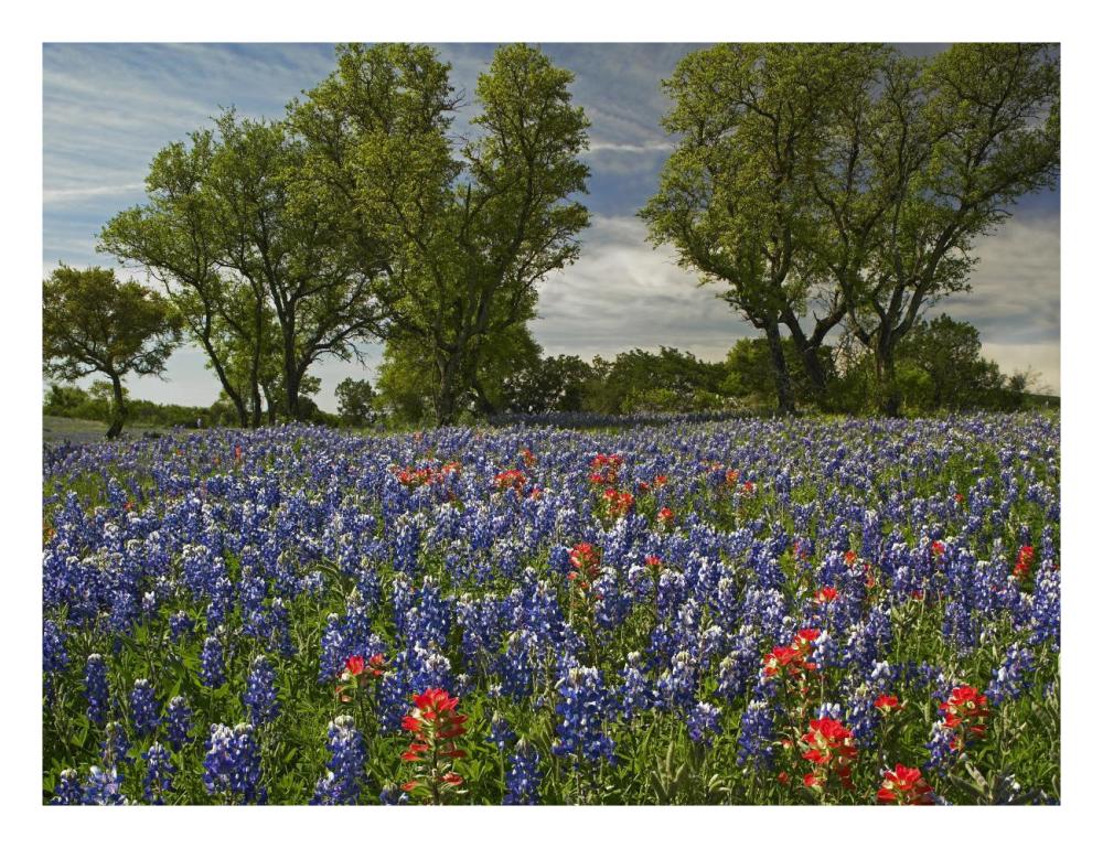 Sand Bluebonnets And Indian Paintbrush In Bloom, Hill Country, Texas-Paper Art-26X20