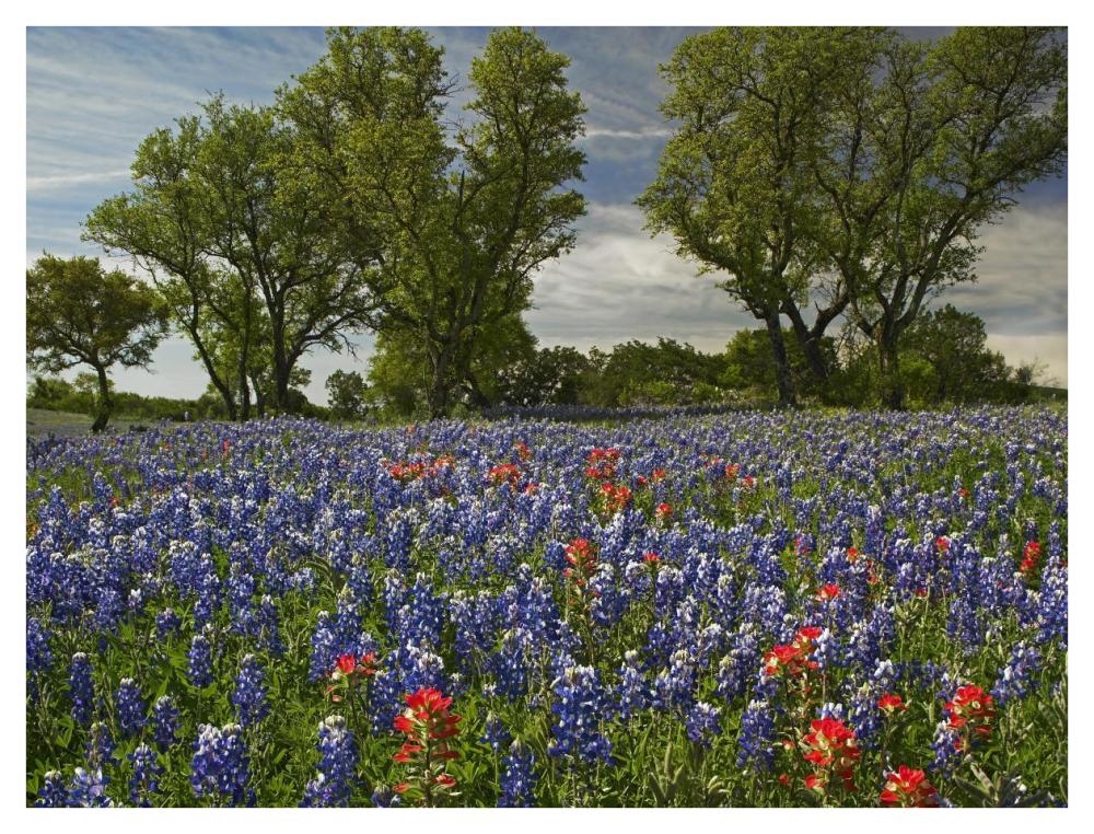 Sand Bluebonnets And Indian Paintbrush In Bloom, Hill Country, Texas-Paper Art-42X32