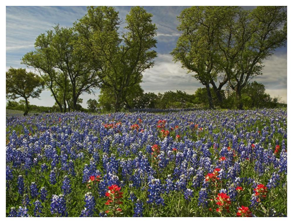 Sand Bluebonnets And Indian Paintbrush In Bloom, Hill Country, Texas-Paper Art-50X38